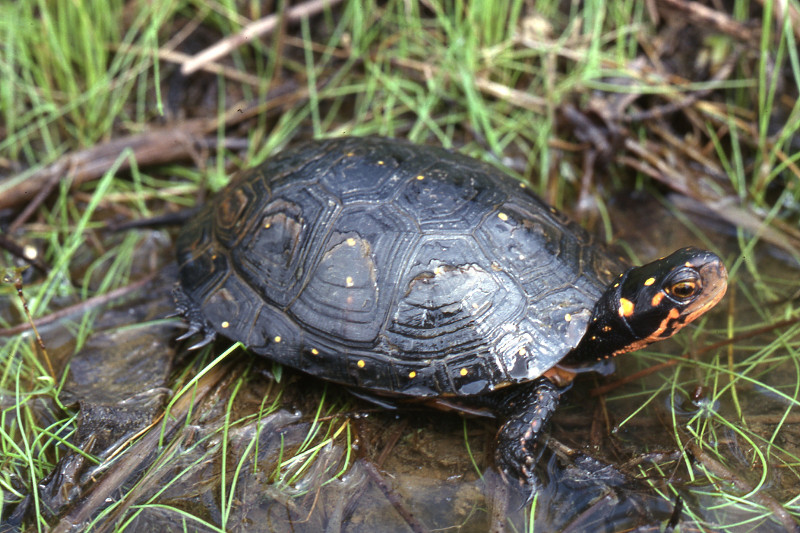 Spotted turtle (Clemmys guttata). Spotted turtle (Clemmys guttata). Credit: Jack Ray